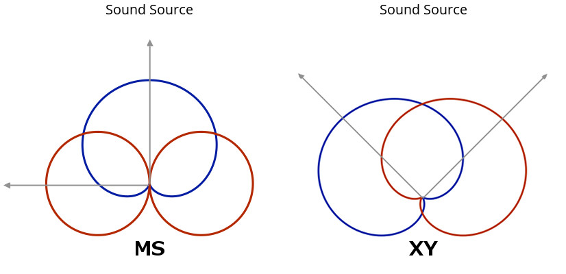 MS vs XY